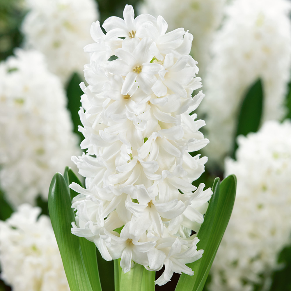 Hyacinthus orientalis 'Aiolos'
